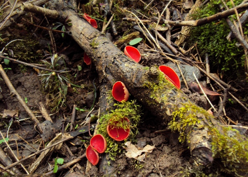 Sarcoscypha austriaca (?) con microscopia